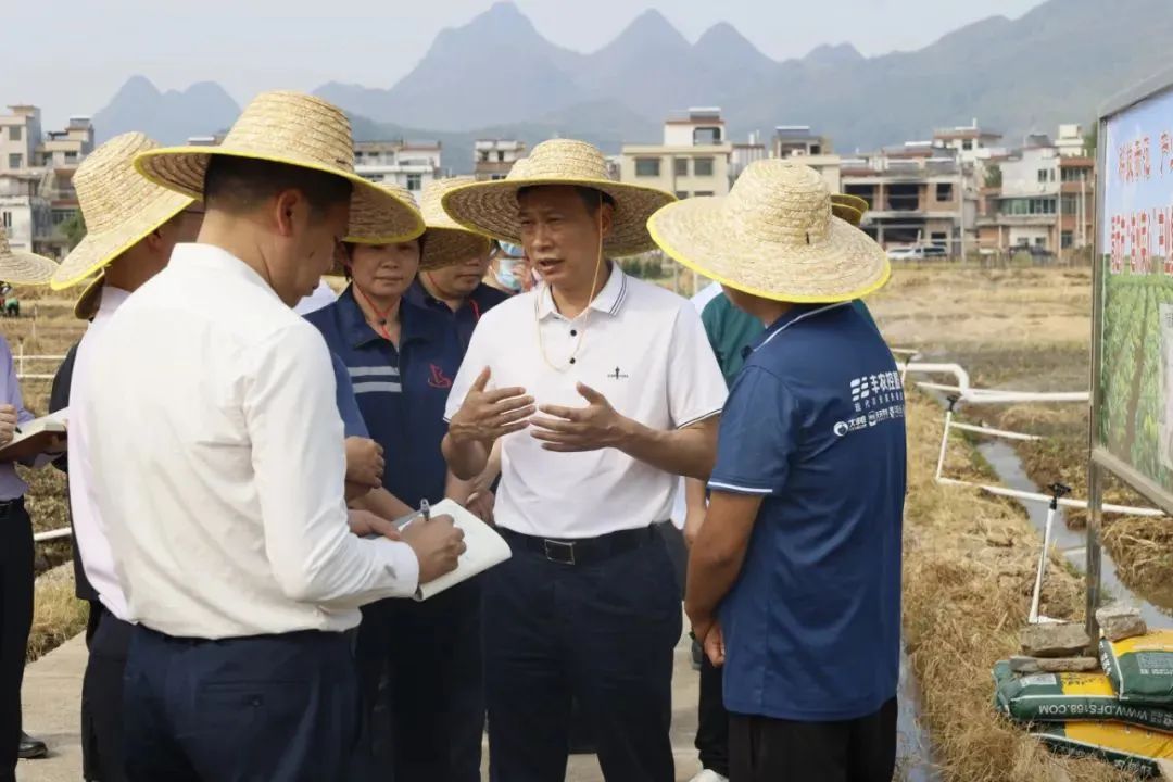 “连州菜心”示范基地开种 丰农控股携手宏天农投助力清远“百亿产业”